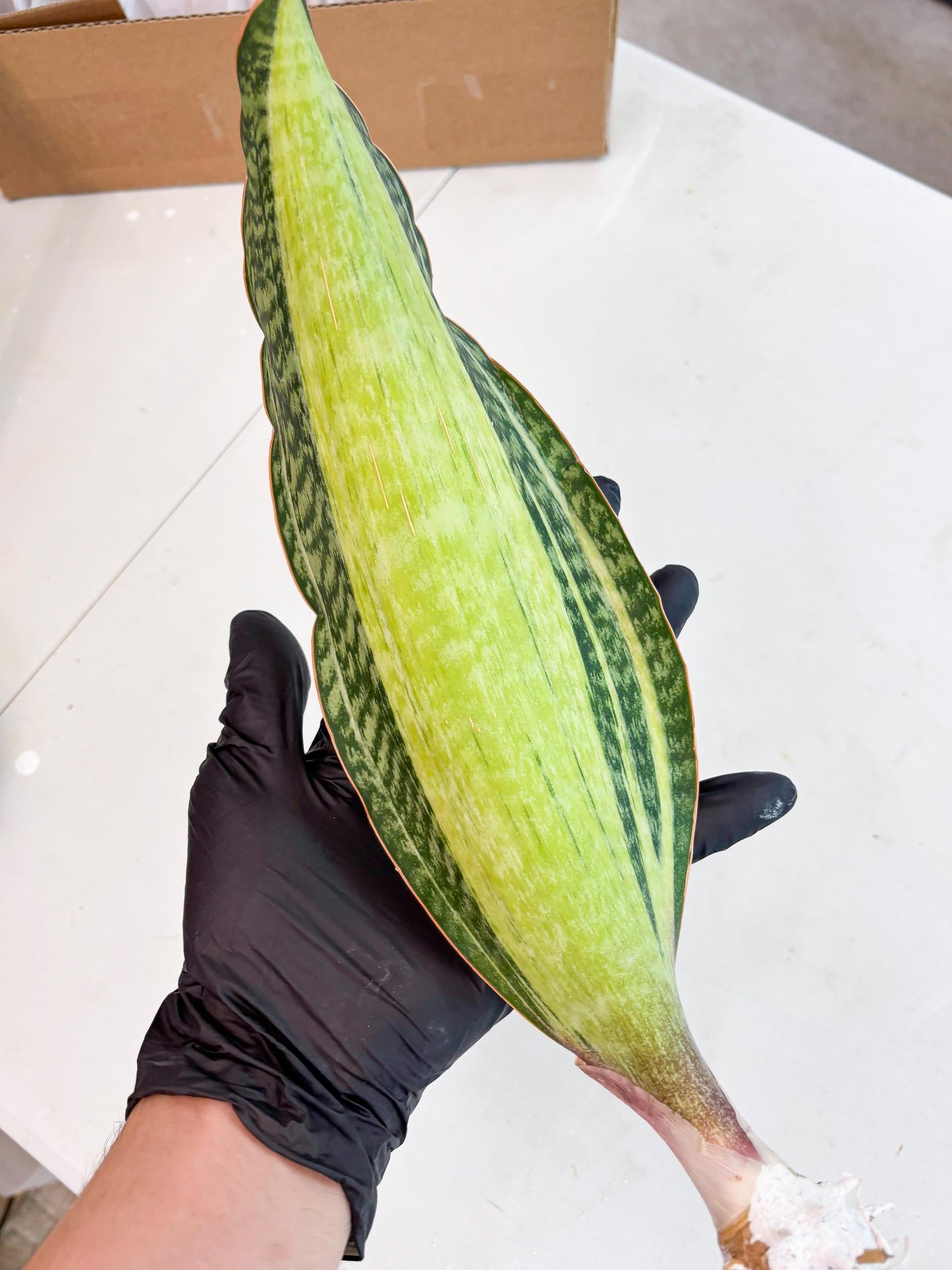 Sansevieria Masoniana Bruda (2) | Masoniana Var x Eliptica Var