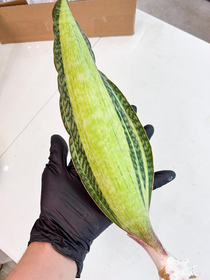 Sansevieria Masoniana Bruda (2) | Masoniana Var x Eliptica Var
