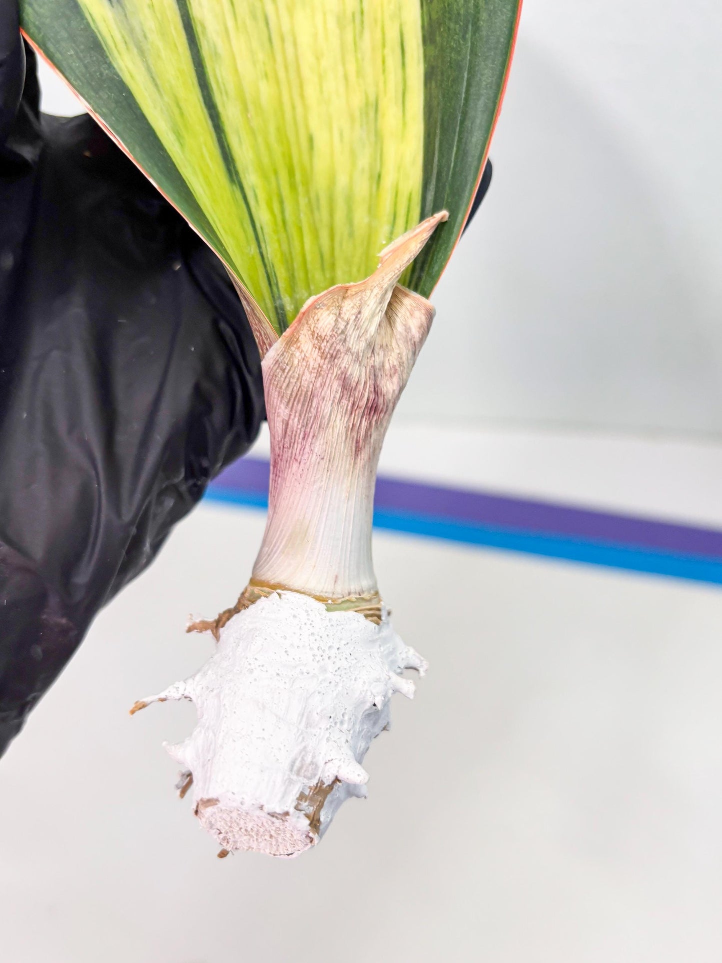 Sansevieria Masoniana Bruda (2) | Masoniana Var x Eliptica Var
