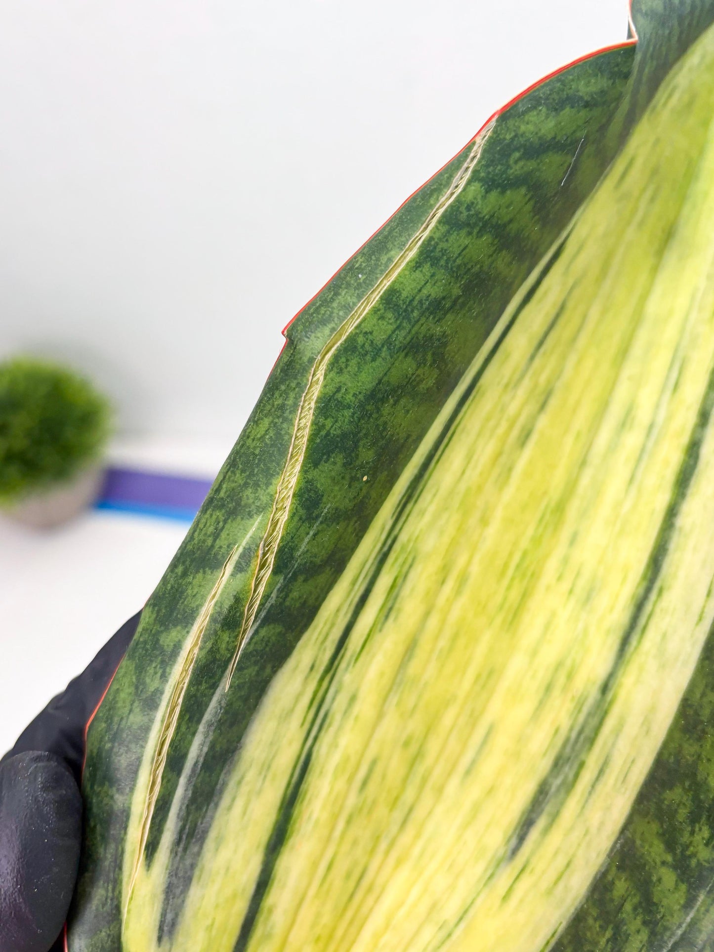 Sansevieria Masoniana Bruda (2) | Masoniana Var x Eliptica Var