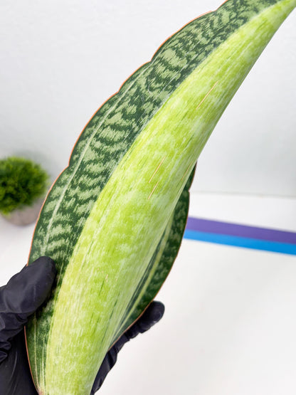 Sansevieria Masoniana Bruda (2) | Masoniana Var x Eliptica Var