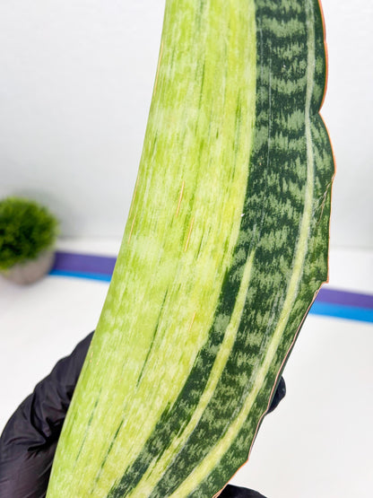 Sansevieria Masoniana Bruda (2) | Masoniana Var x Eliptica Var