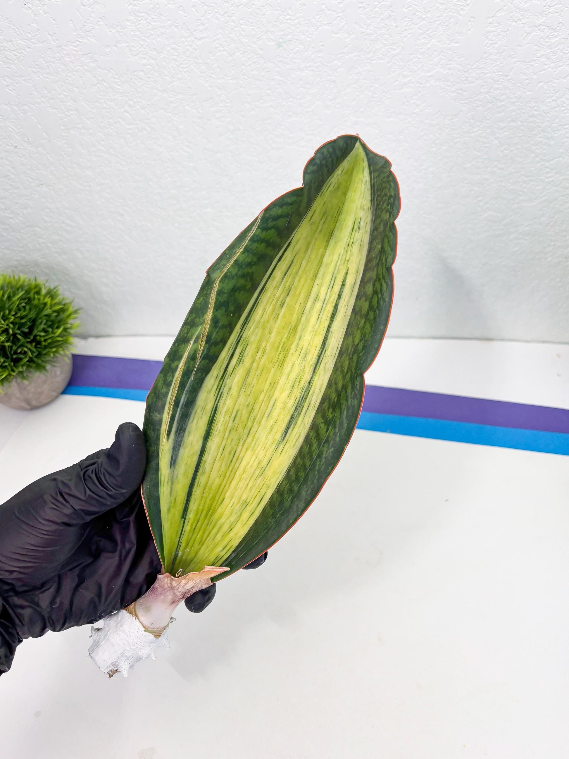 Sansevieria Masoniana Bruda (2) | Masoniana Var x Eliptica Var