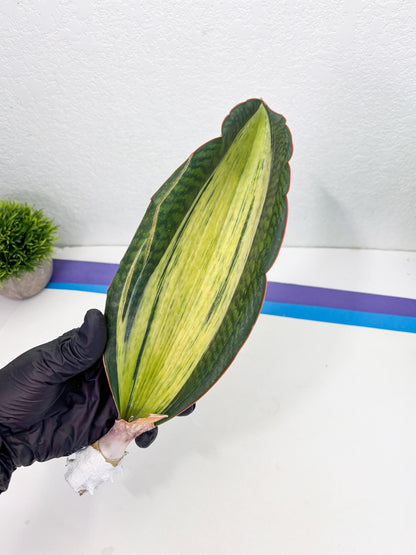 Sansevieria Masoniana Bruda (2) | Masoniana Var x Eliptica Var