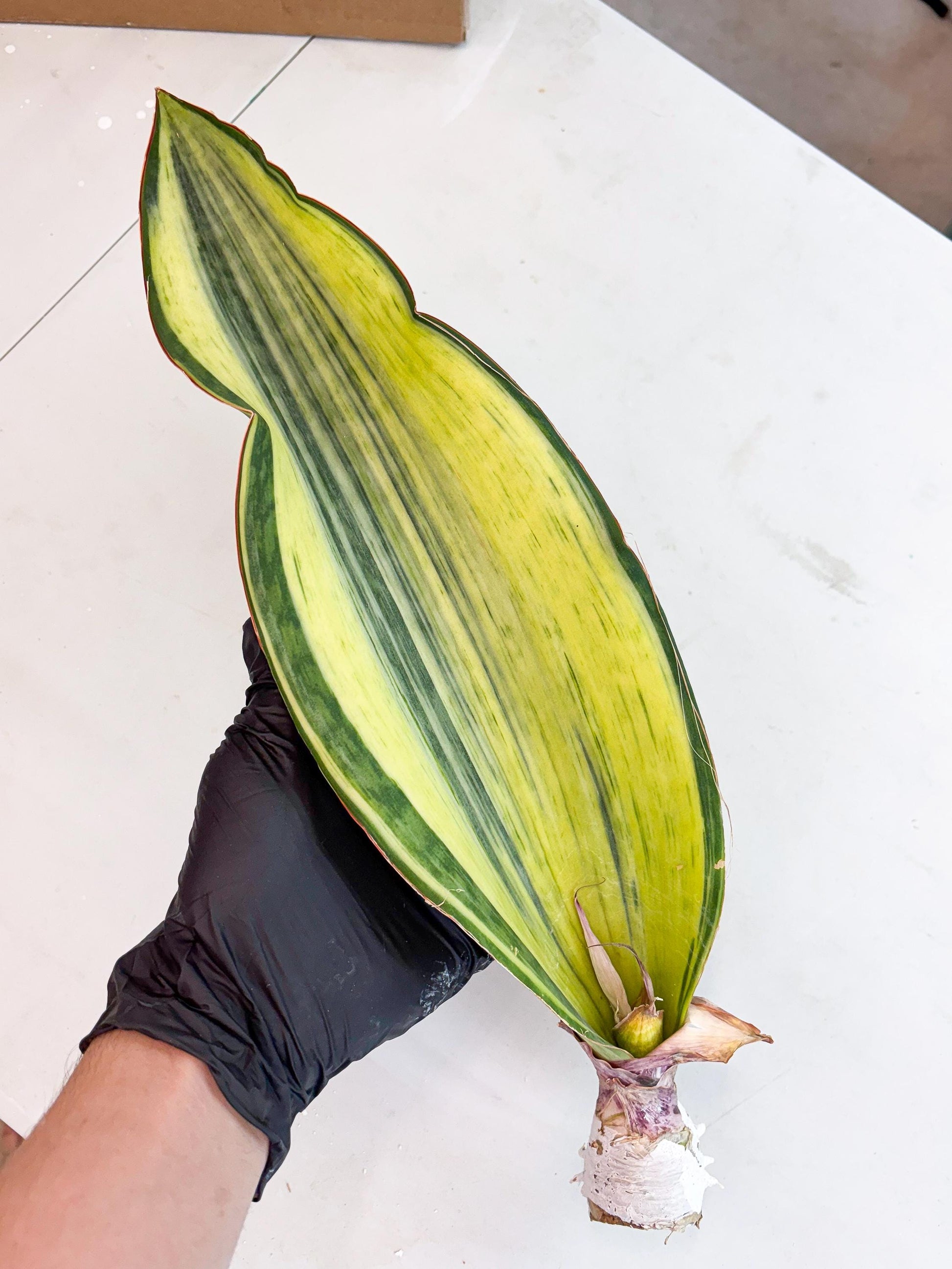 Sansevieria Masoniana Bruda (3) | Masoniana Var x Eliptica Var
