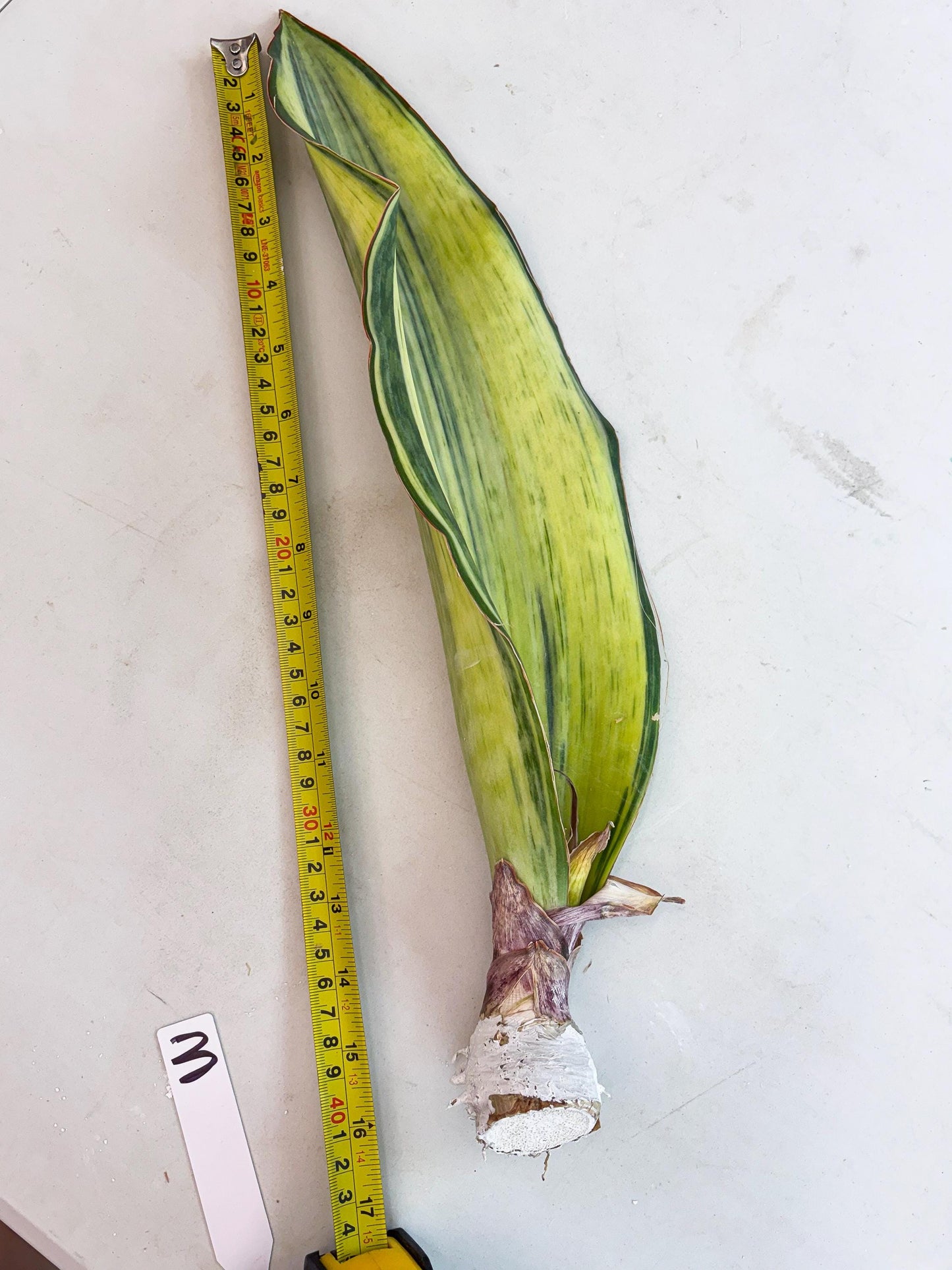 Sansevieria Masoniana Bruda (3) | Masoniana Var x Eliptica Var