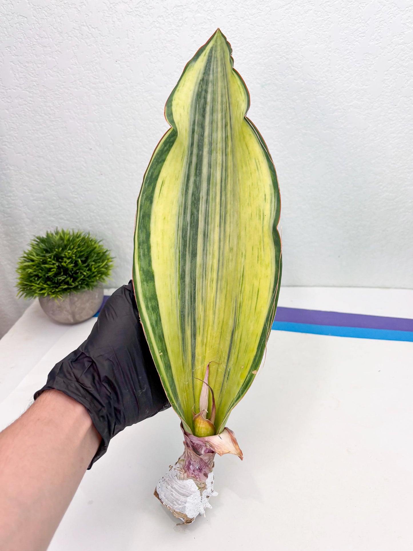 Sansevieria Masoniana Bruda (3) | Masoniana Var x Eliptica Var