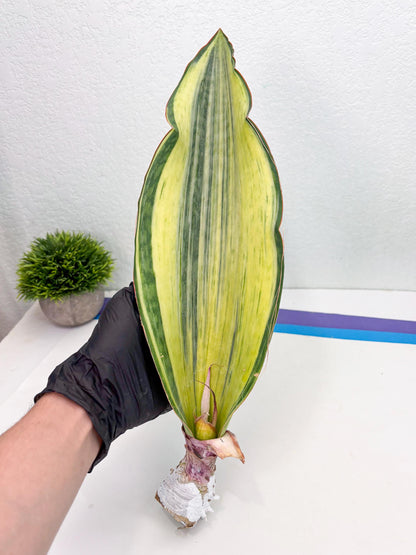 Sansevieria Masoniana Bruda (3) | Masoniana Var x Eliptica Var