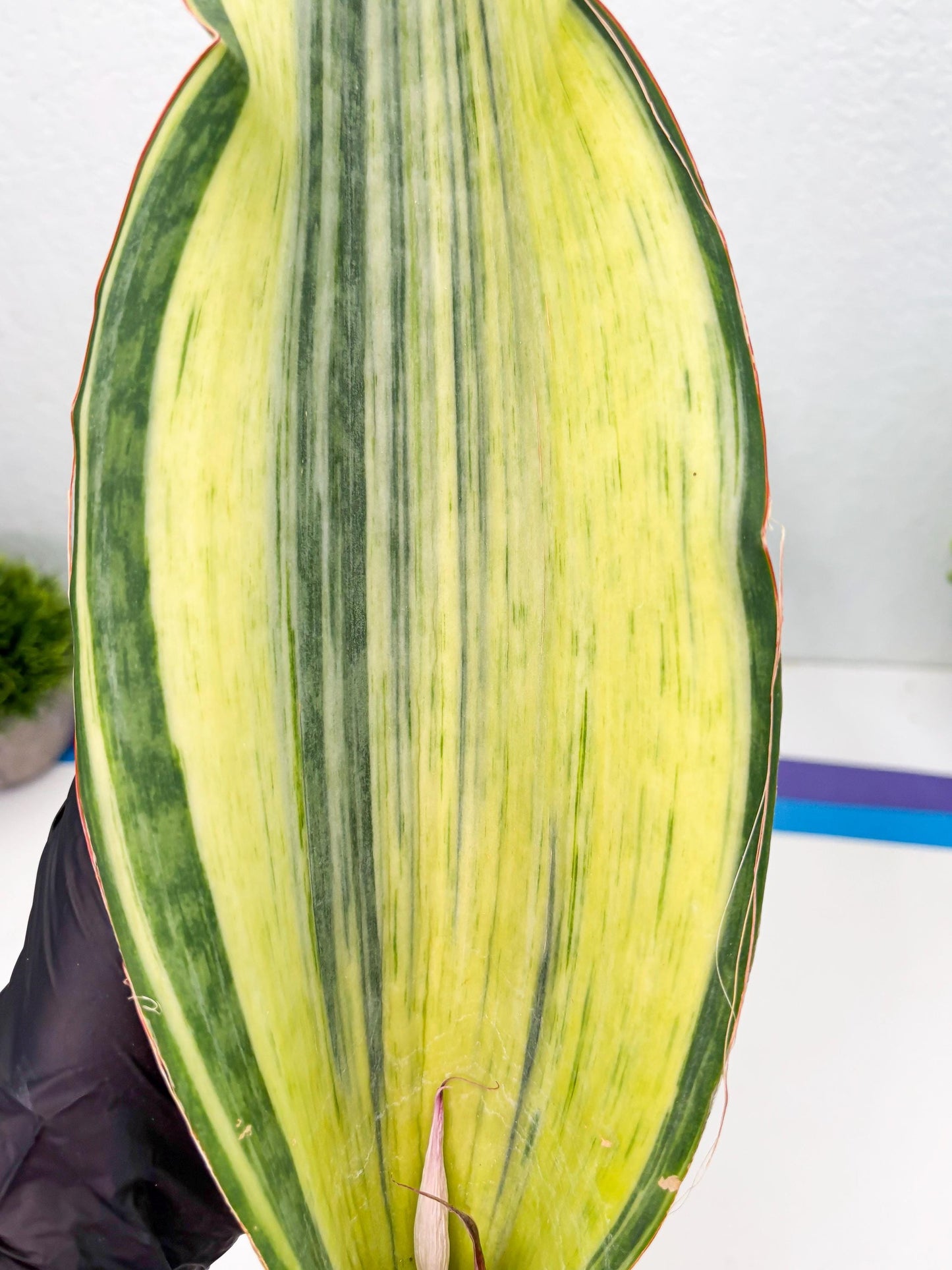 Sansevieria Masoniana Bruda (3) | Masoniana Var x Eliptica Var