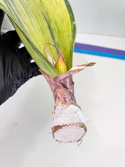 Sansevieria Masoniana Bruda (3) | Masoniana Var x Eliptica Var