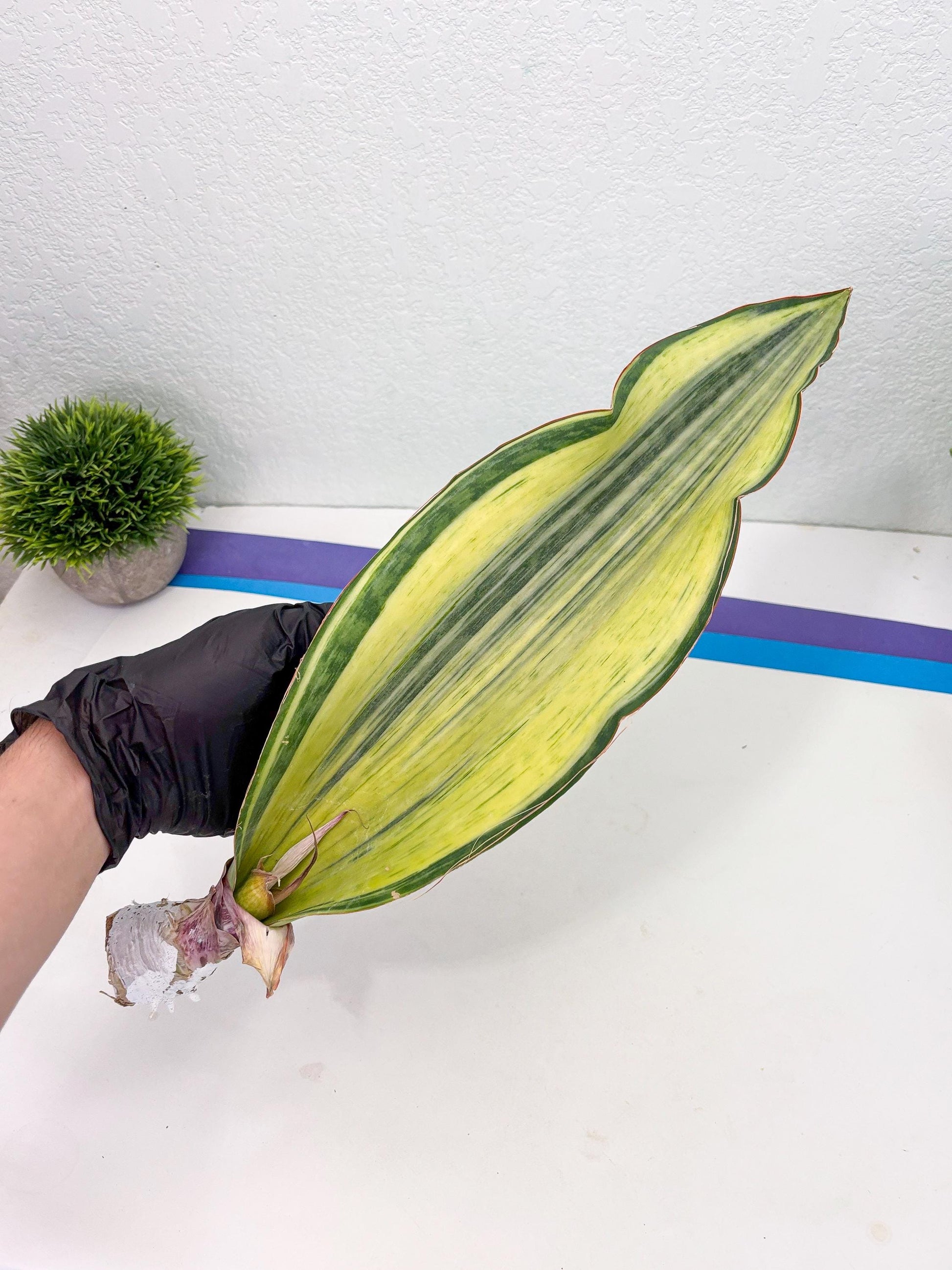 Sansevieria Masoniana Bruda (3) | Masoniana Var x Eliptica Var
