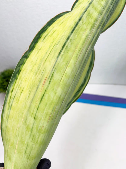 Sansevieria Masoniana Bruda (3) | Masoniana Var x Eliptica Var