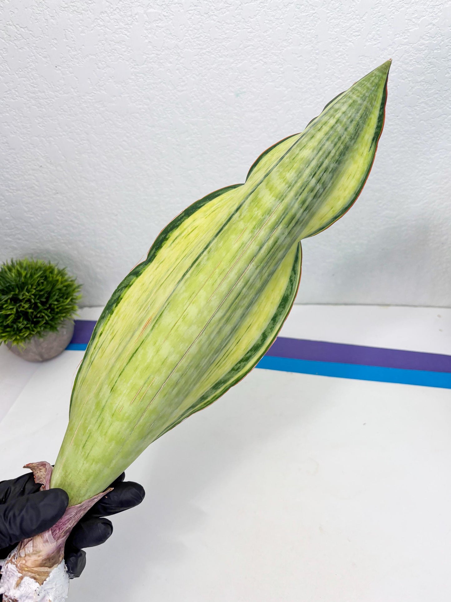 Sansevieria Masoniana Bruda (3) | Masoniana Var x Eliptica Var