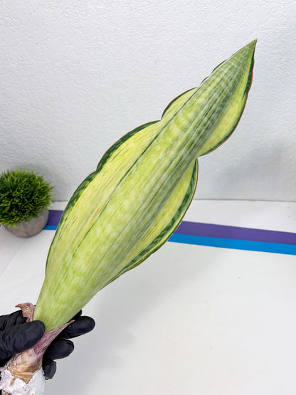 Sansevieria Masoniana Bruda (3) | Masoniana Var x Eliptica Var