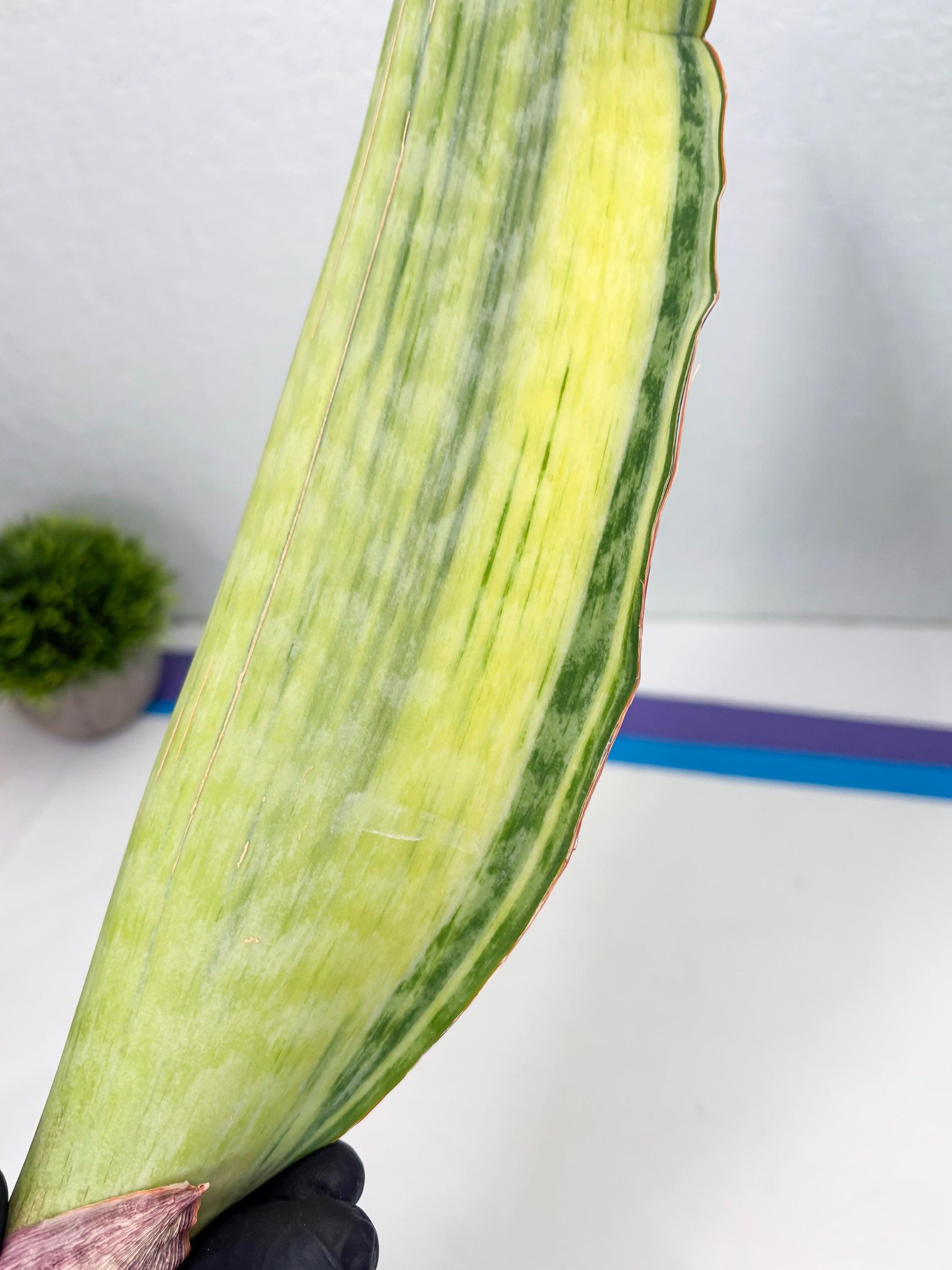 Sansevieria Masoniana Bruda (3) | Masoniana Var x Eliptica Var