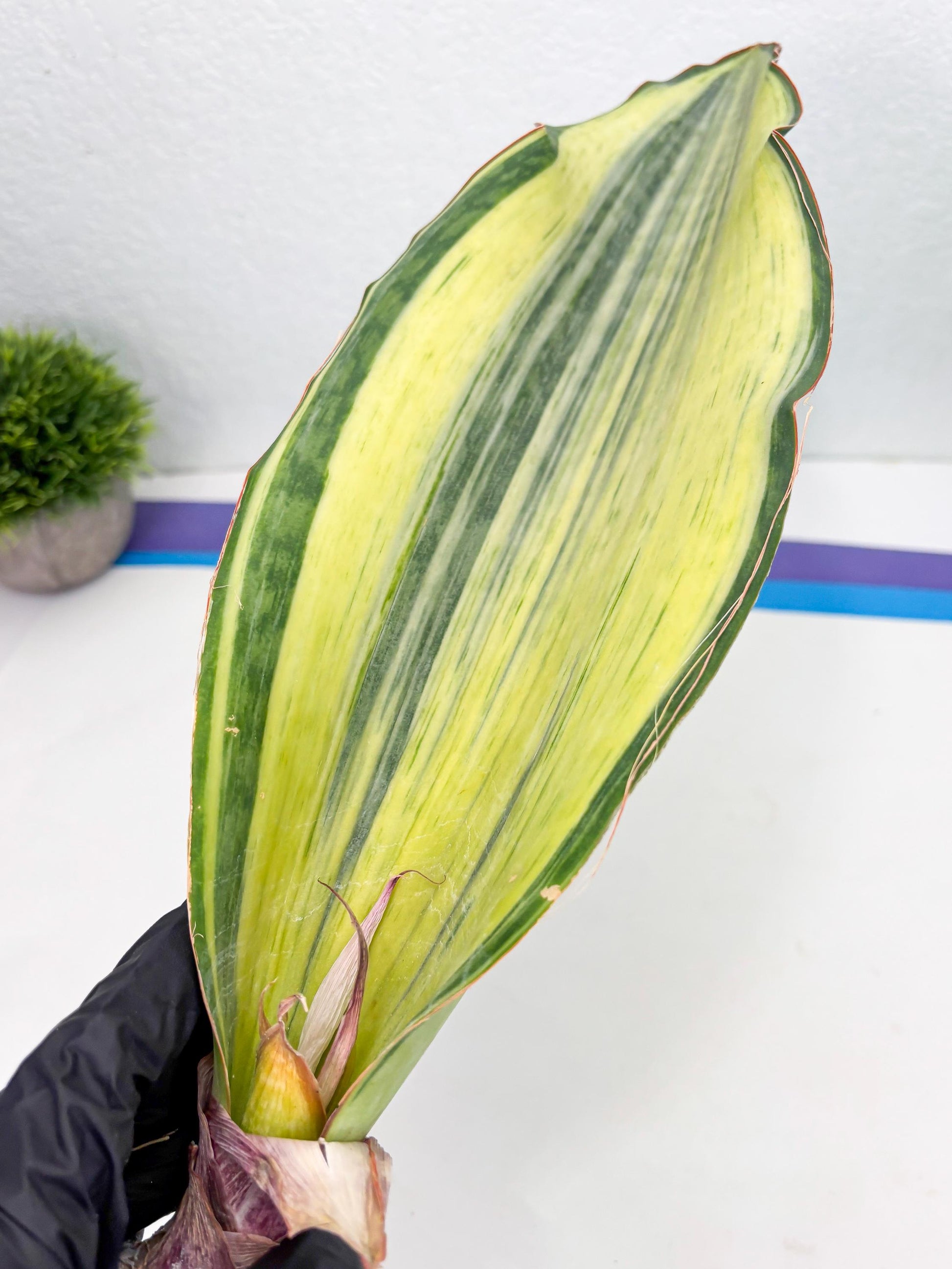 Sansevieria Masoniana Bruda (3) | Masoniana Var x Eliptica Var