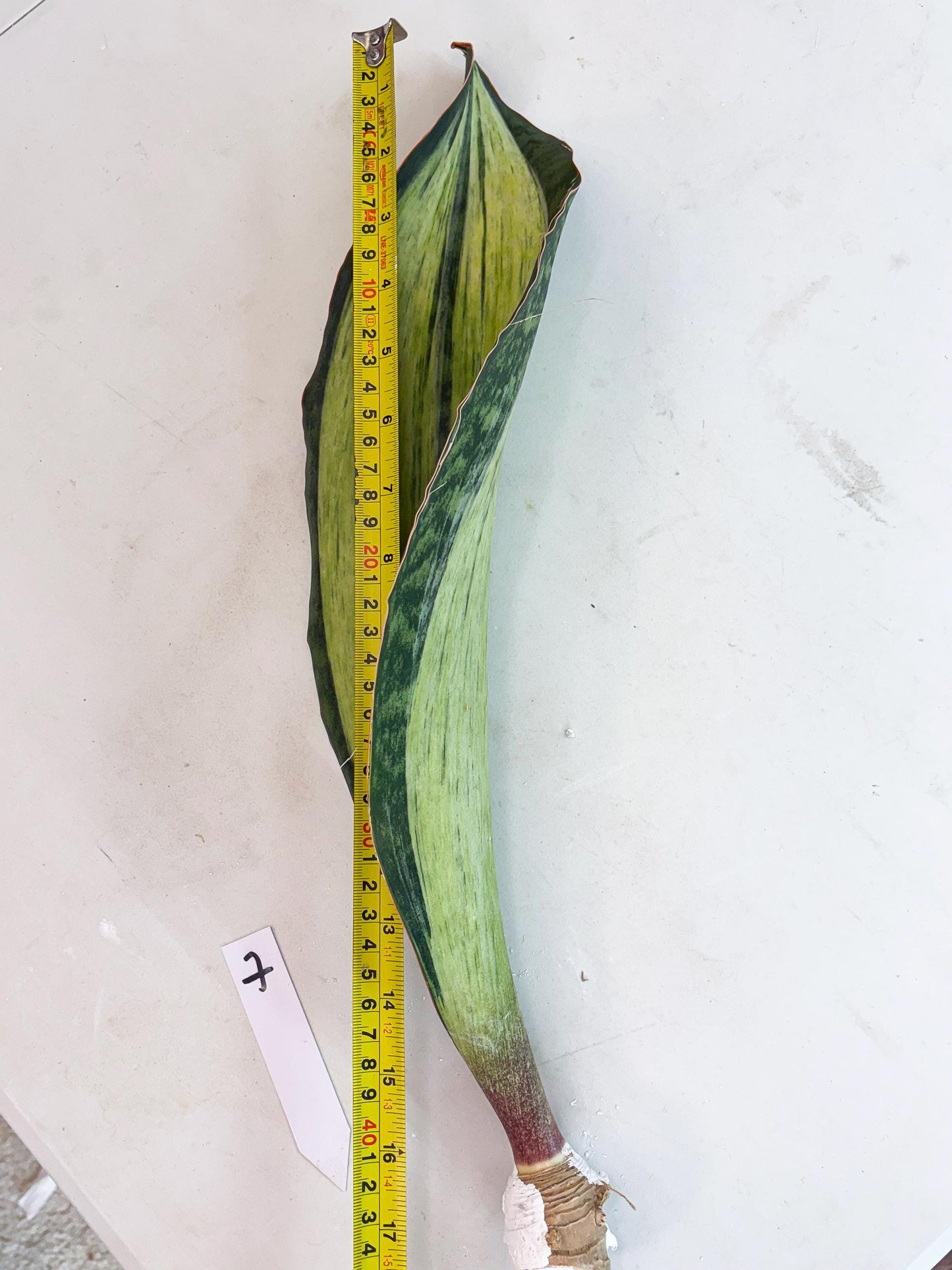 Sansevieria Masoniana Bruda (7) | Masoniana Var x Eliptica Var