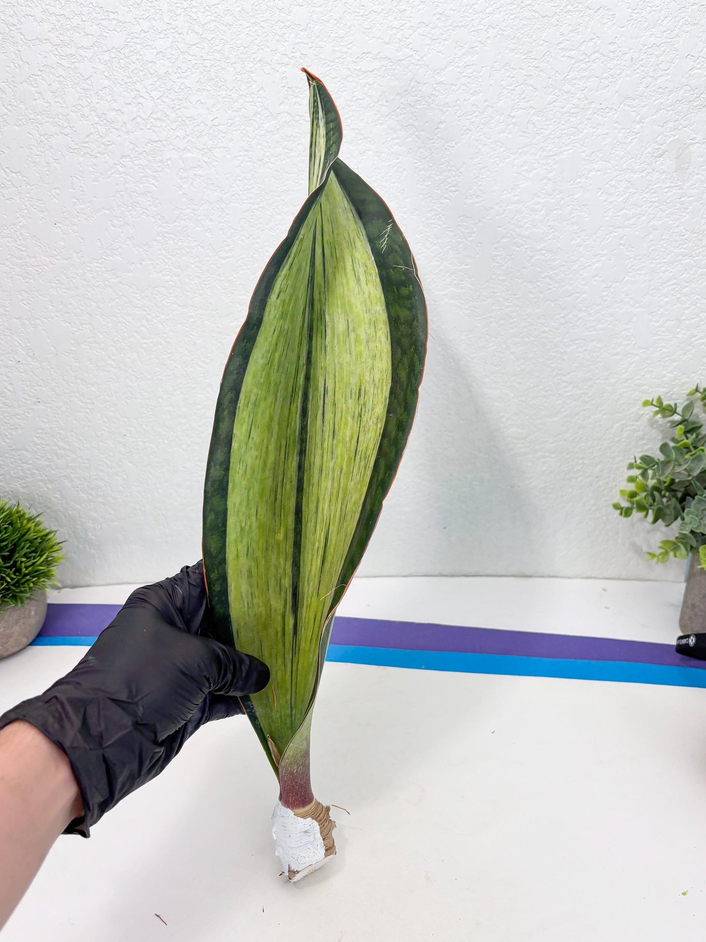 Sansevieria Masoniana Bruda (7) | Masoniana Var x Eliptica Var