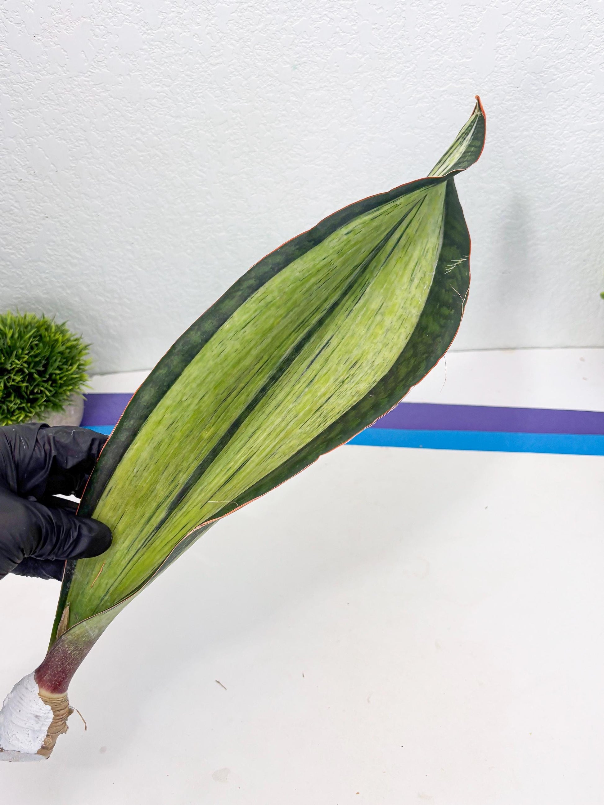 Sansevieria Masoniana Bruda (7) | Masoniana Var x Eliptica Var