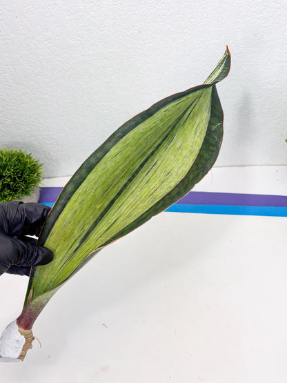 Sansevieria Masoniana Bruda (7) | Masoniana Var x Eliptica Var