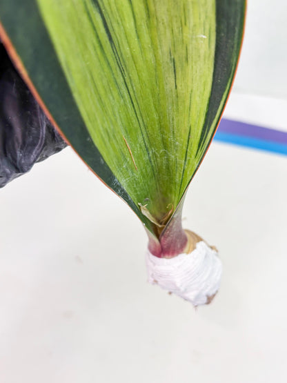 Sansevieria Masoniana Bruda (7) | Masoniana Var x Eliptica Var