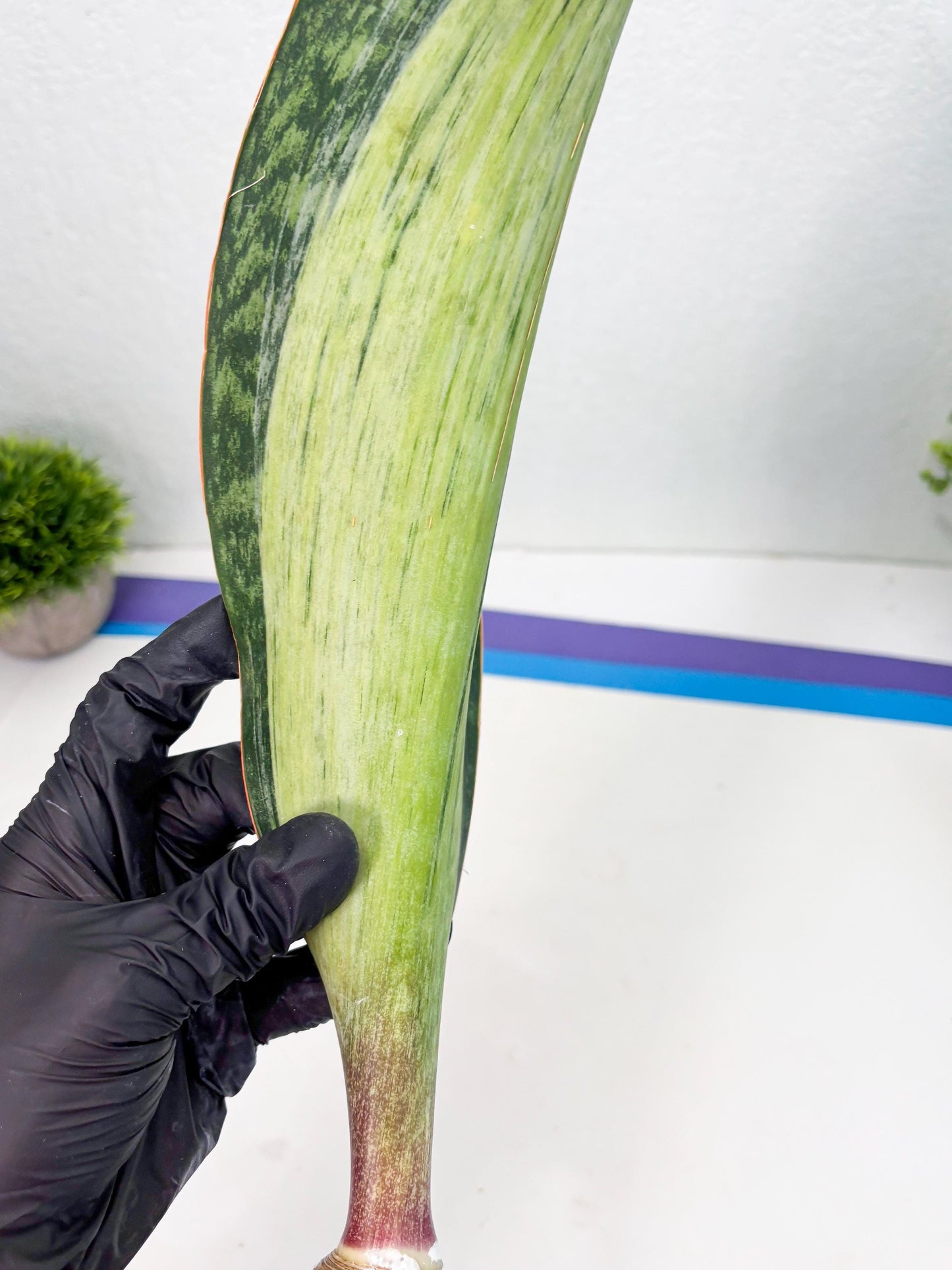 Sansevieria Masoniana Bruda (7) | Masoniana Var x Eliptica Var