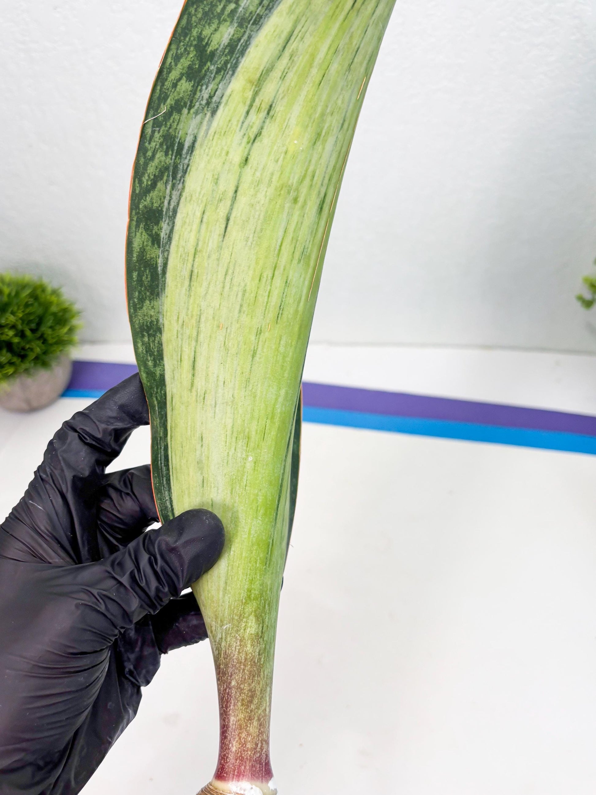 Sansevieria Masoniana Bruda (7) | Masoniana Var x Eliptica Var