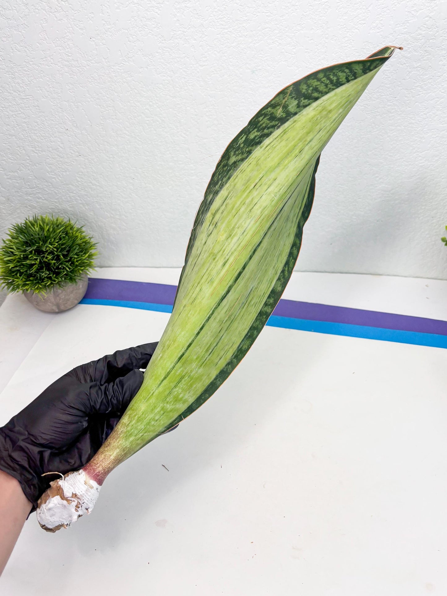 Sansevieria Masoniana Bruda (7) | Masoniana Var x Eliptica Var