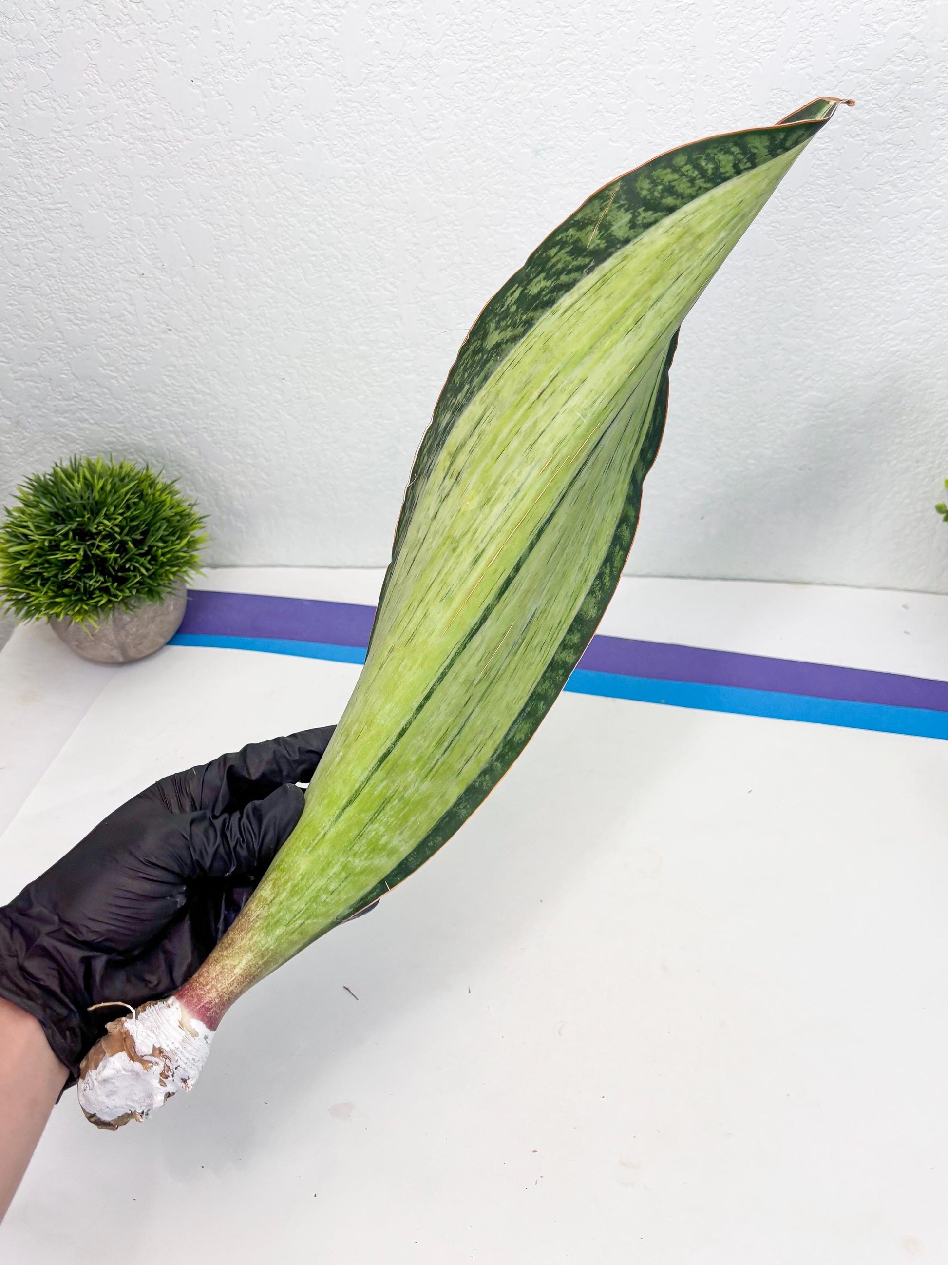 Sansevieria Masoniana Bruda (7) | Masoniana Var x Eliptica Var