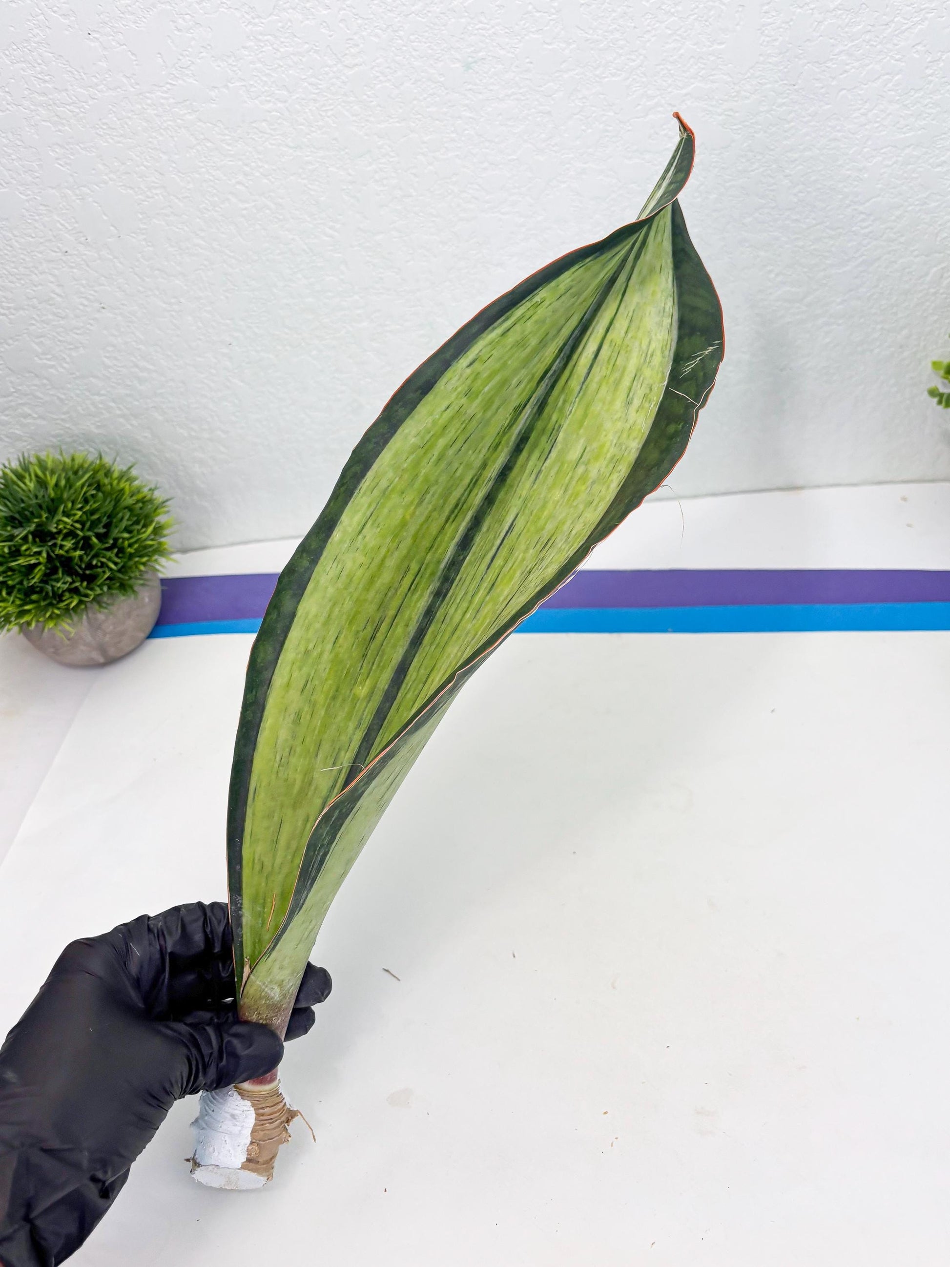 Sansevieria Masoniana Bruda (7) | Masoniana Var x Eliptica Var