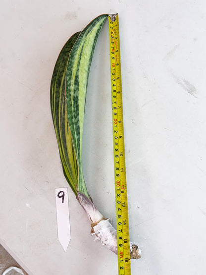 Sansevieria Masoniana Bruda (9) | Masoniana Var x Eliptica Var