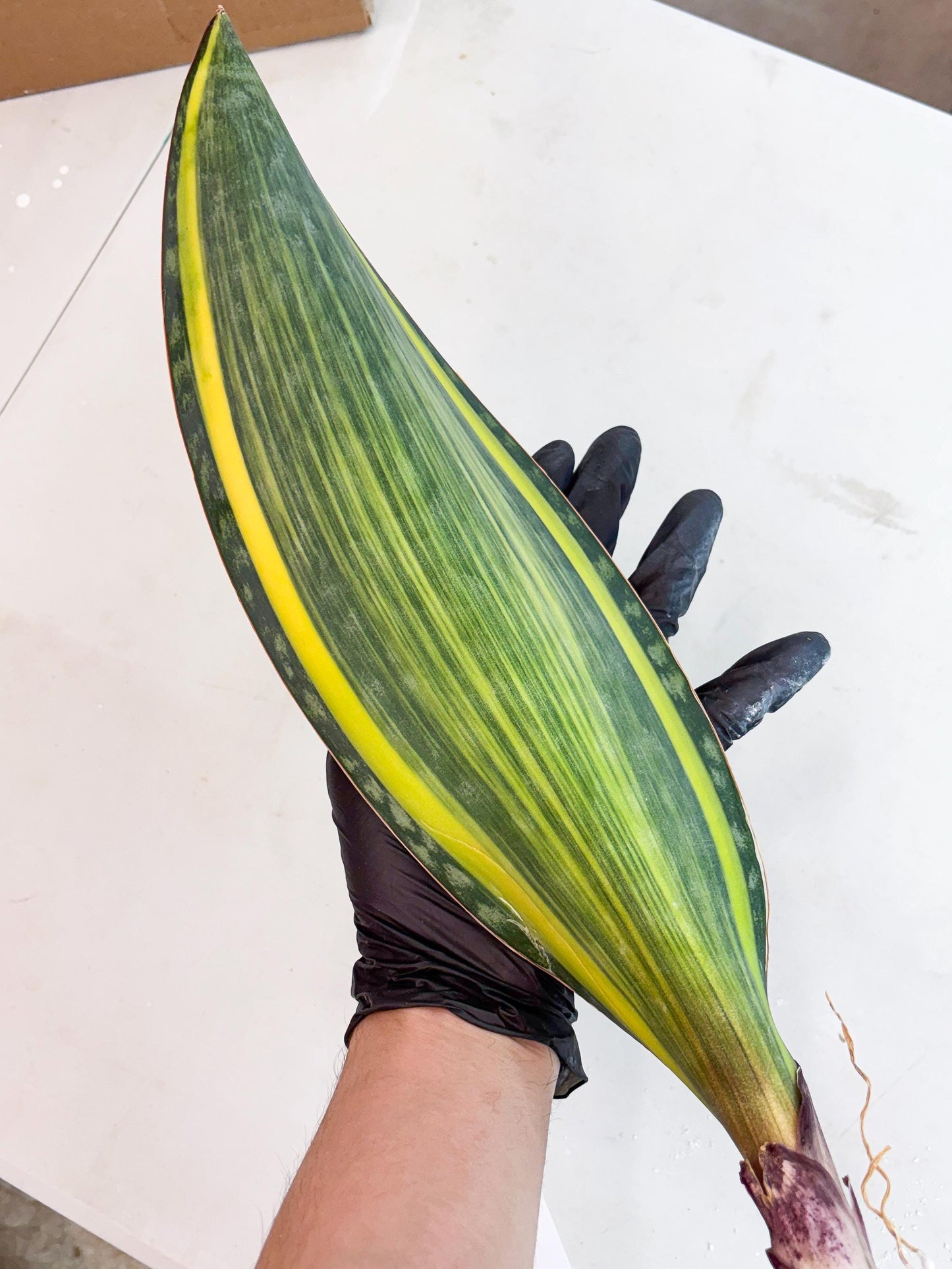 Sansevieria Masoniana Var (10) | Imported Plants