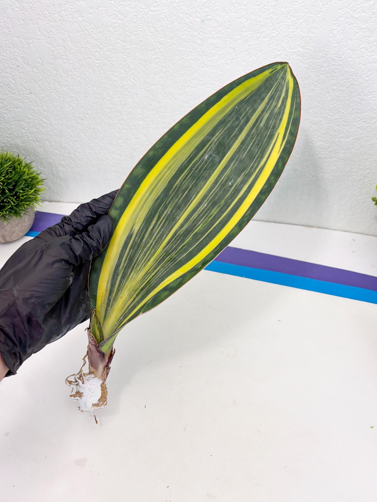 Sansevieria Masoniana Var (10) | Imported Plants