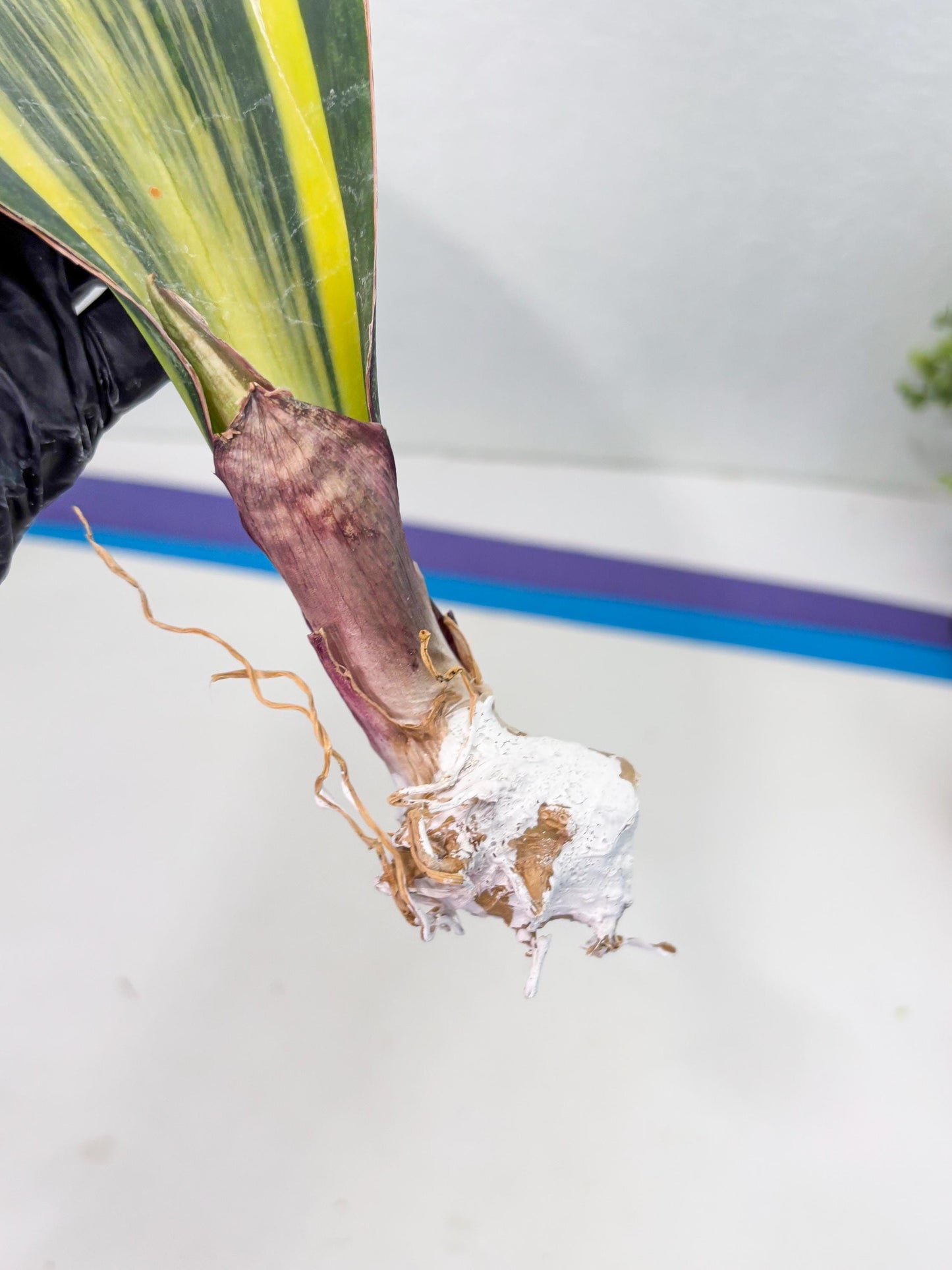 Sansevieria Masoniana Var (10) | Imported Plants