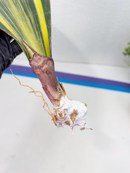 Sansevieria Masoniana Var (10) | Imported Plants