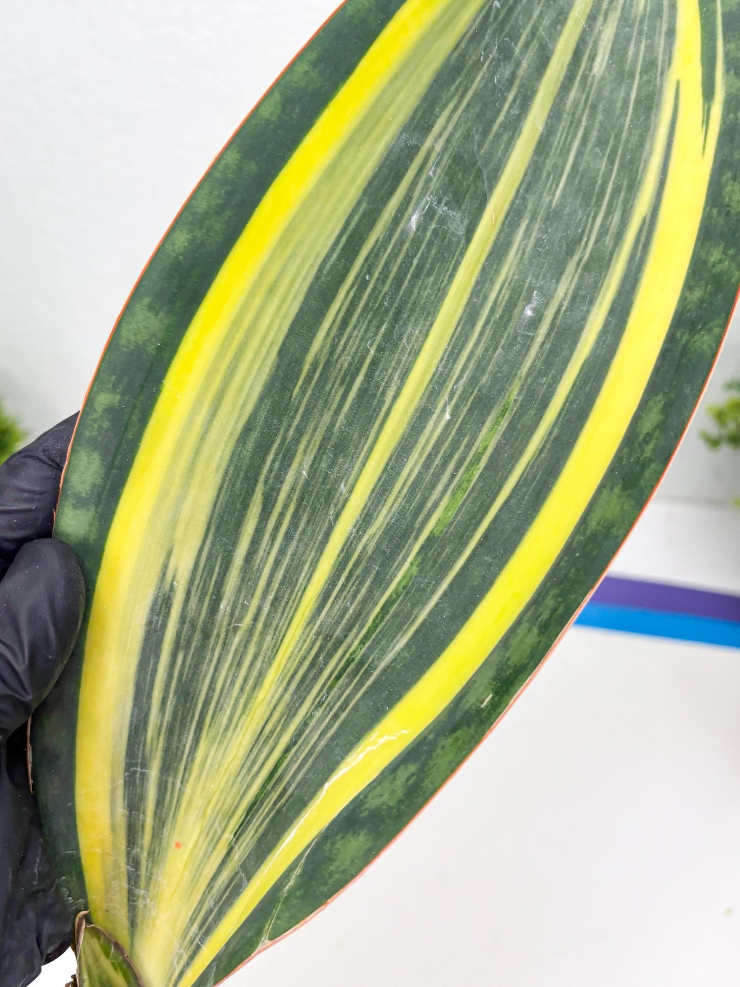 Sansevieria Masoniana Var (10) | Imported Plants