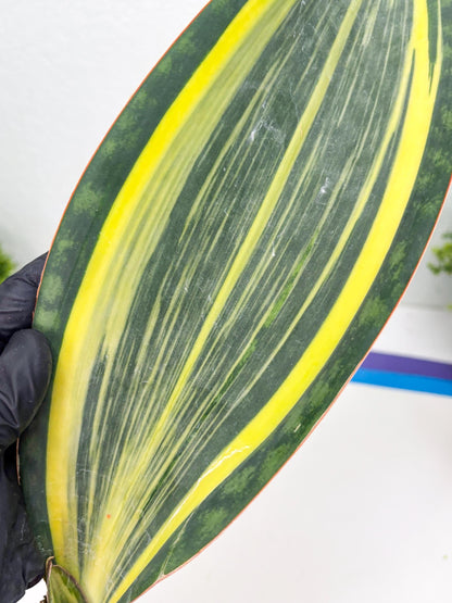 Sansevieria Masoniana Var (10) | Imported Plants