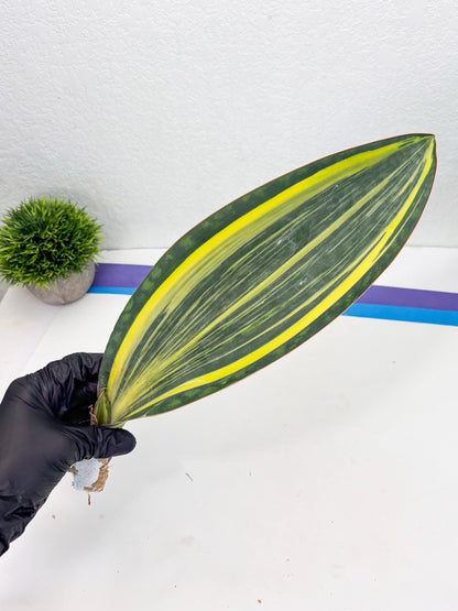 Sansevieria Masoniana Var (10) | Imported Plants