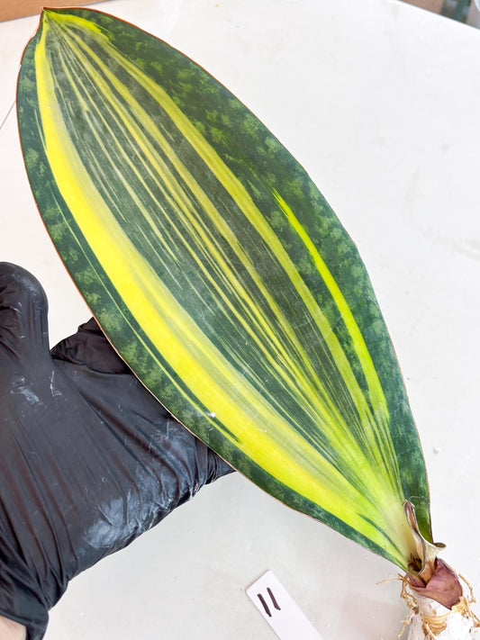 Sansevieria Masoniana Var (11) | Imported Plants