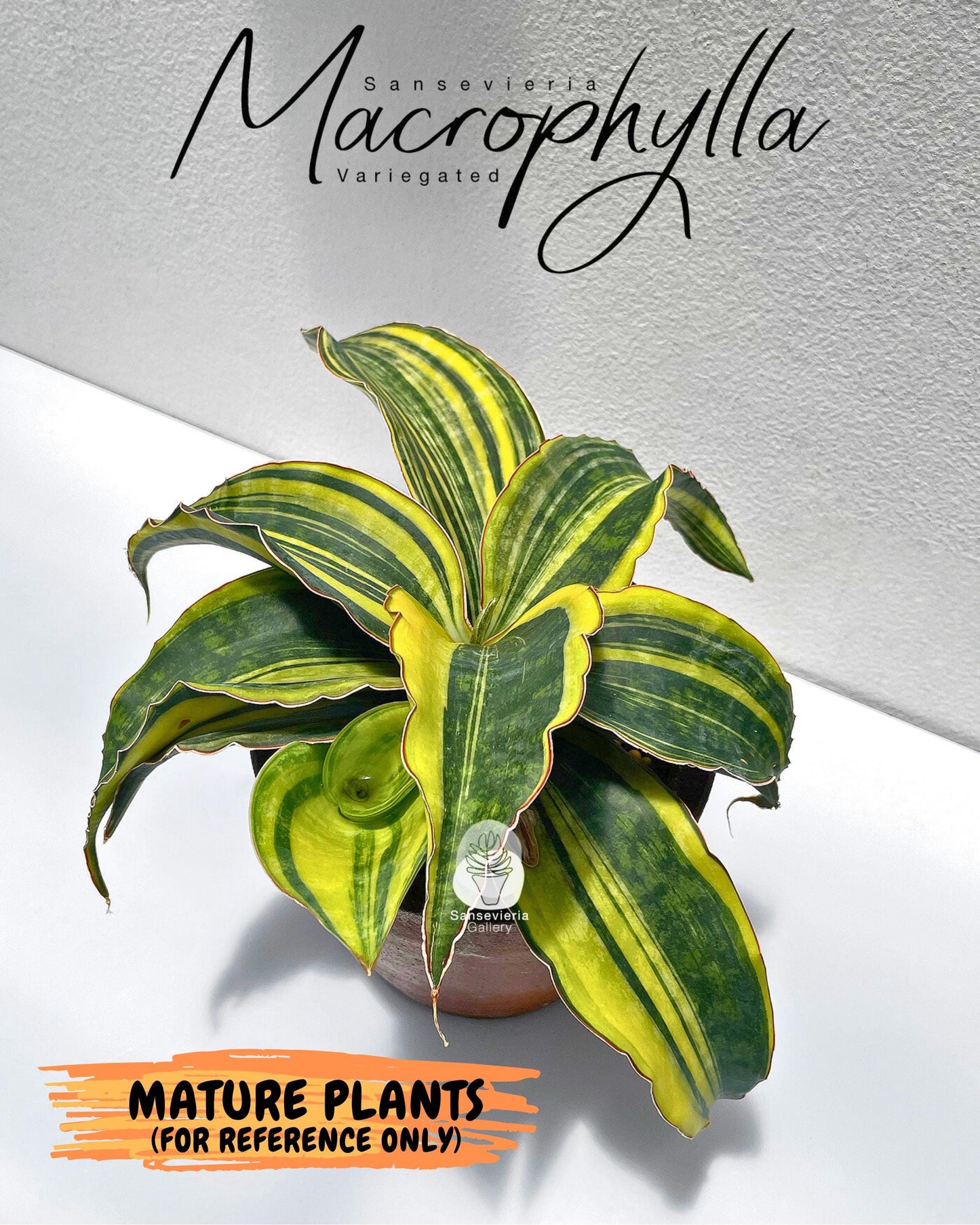 Sansevieria Macrophylla Variegated (14) | Very Rare Import