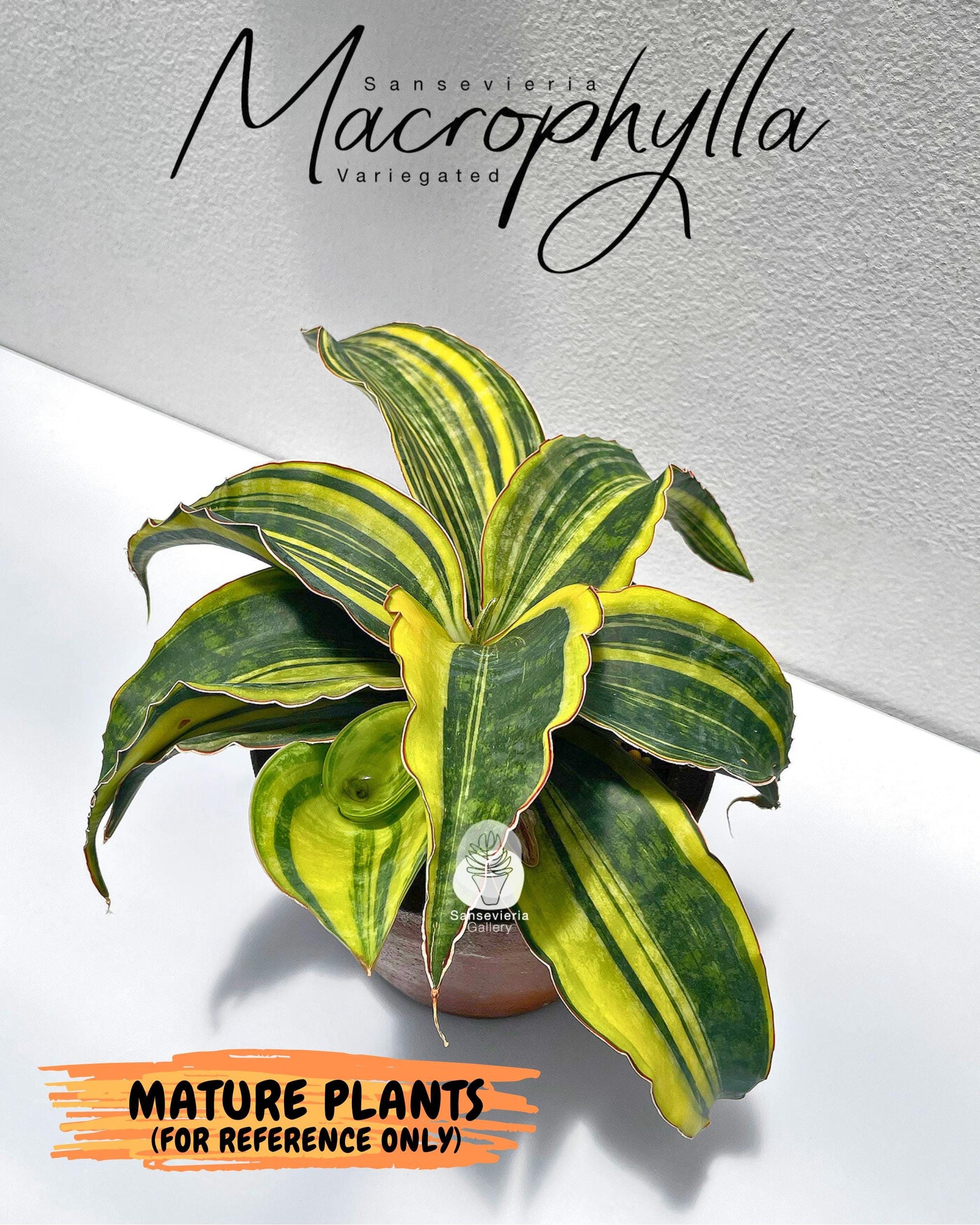 Sansevieria Macrophylla Variegated (14) | Very Rare Import