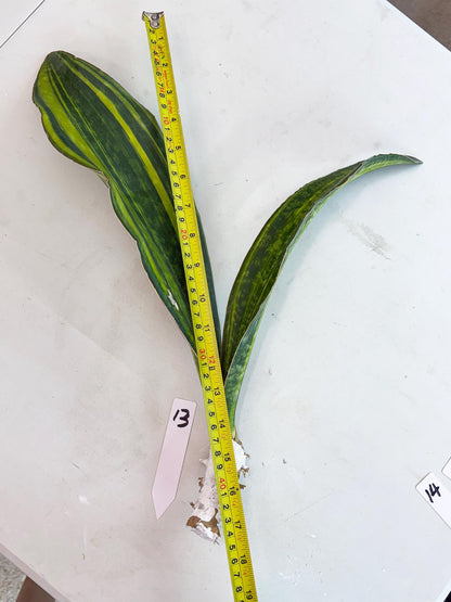 Sansevieria Macrophylla Var (13) | Very Rare Import