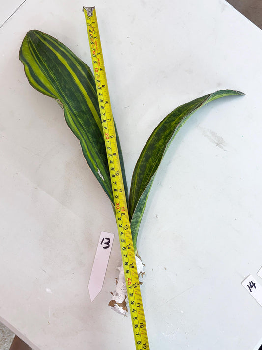 Sansevieria Macrophylla Variegated (13) | Very Rare Import