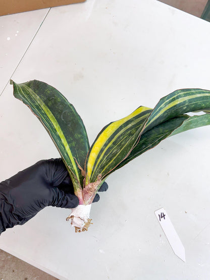 Sansevieria Macrophylla Variegated (14) | Very Rare Import