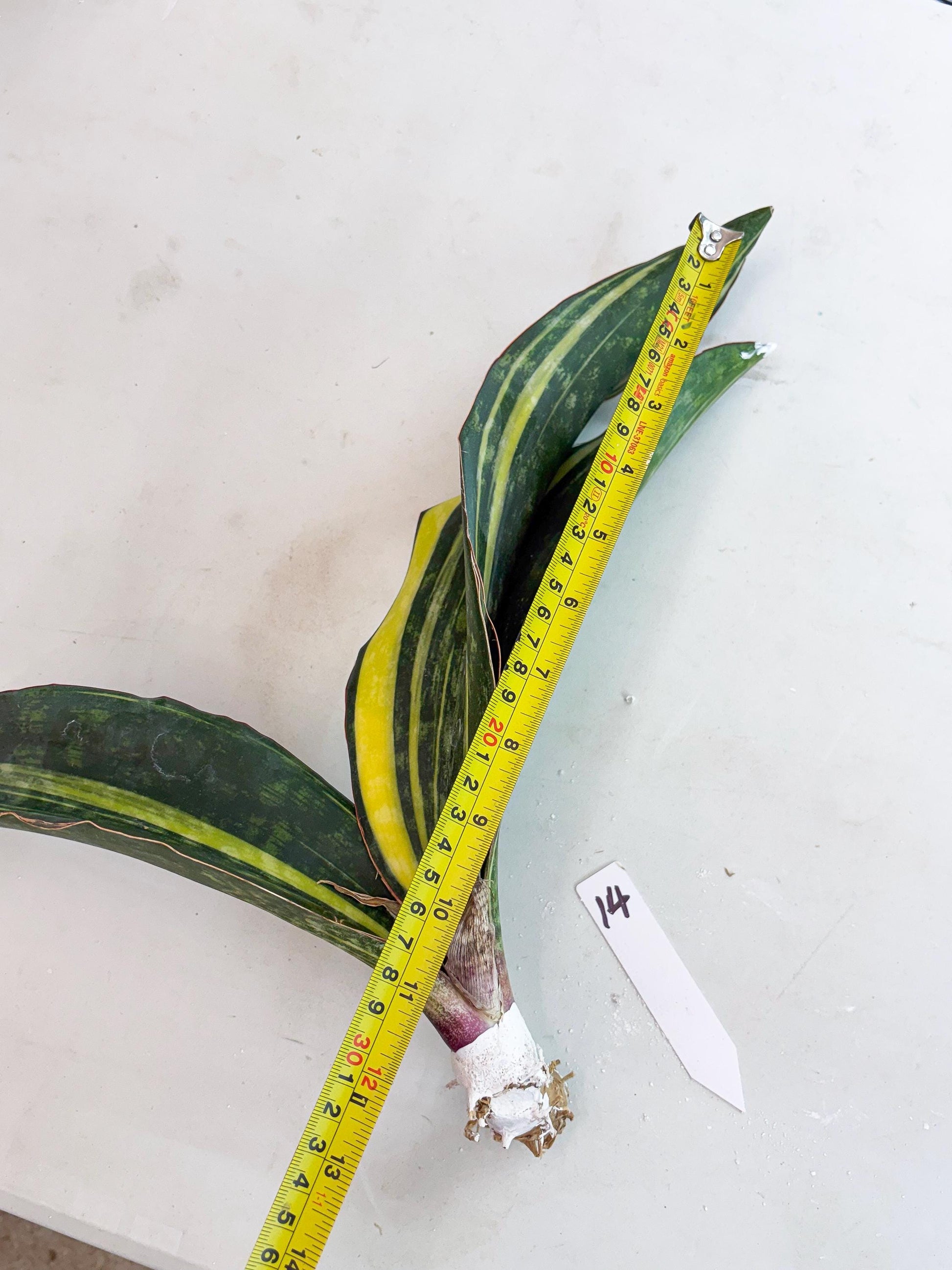 Sansevieria Macrophylla Variegated (14) | Very Rare Import