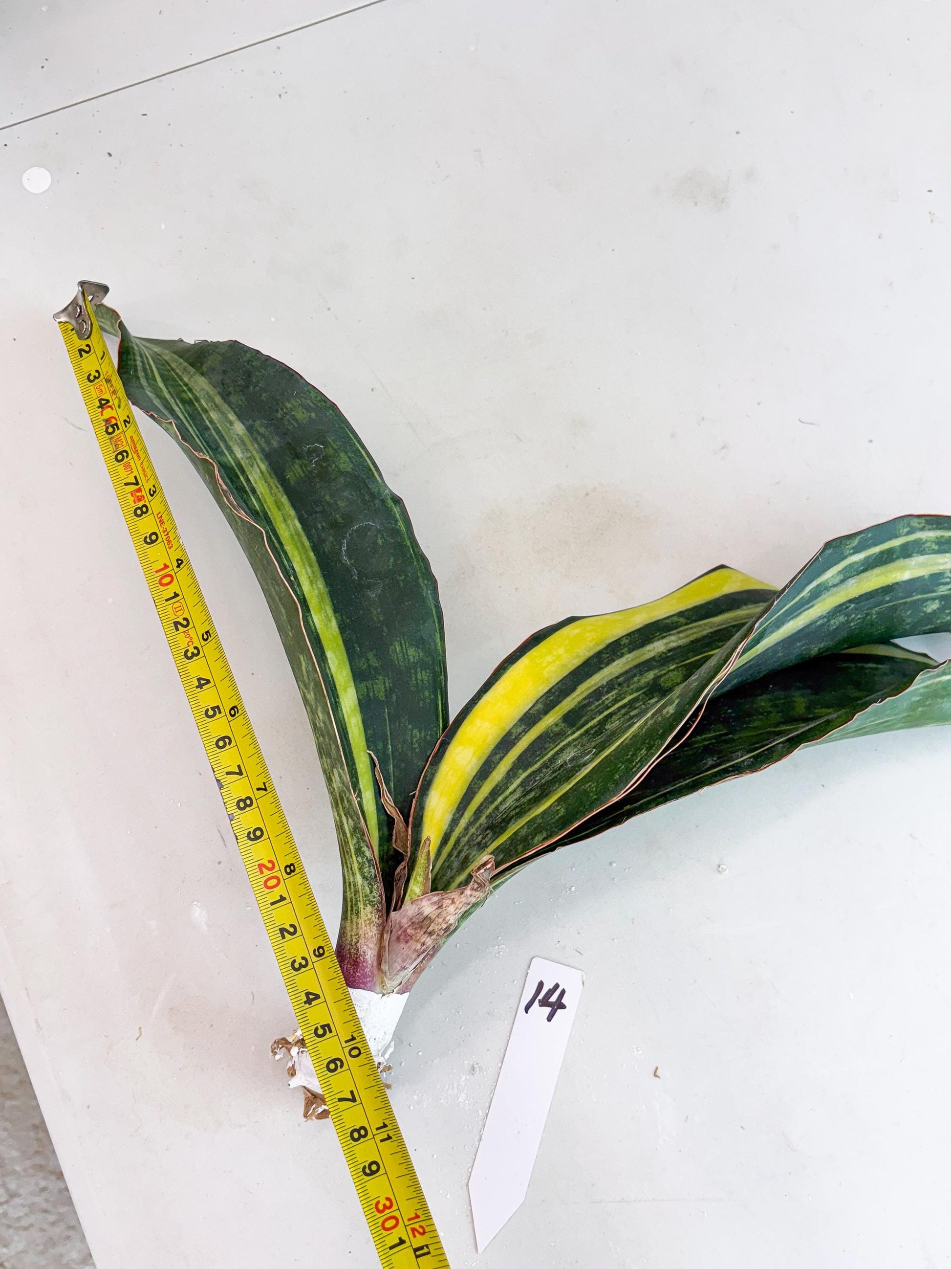 Sansevieria Macrophylla Variegated (14) | Very Rare Import