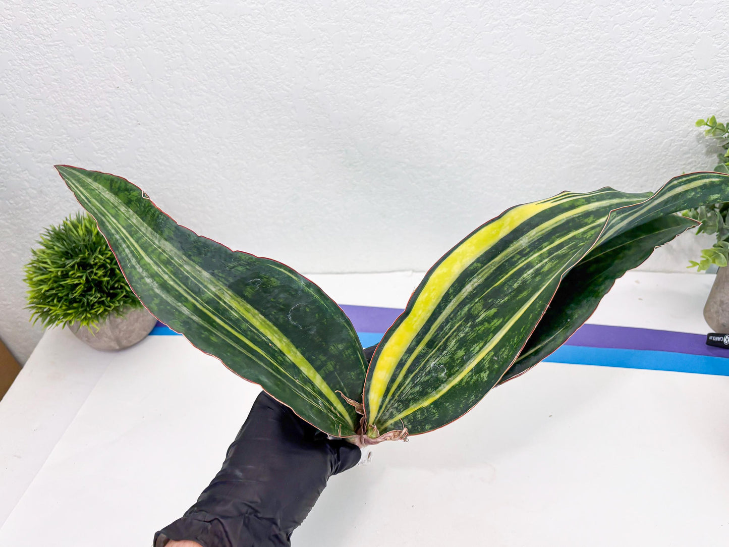 Sansevieria Macrophylla Variegated (14) | Very Rare Import
