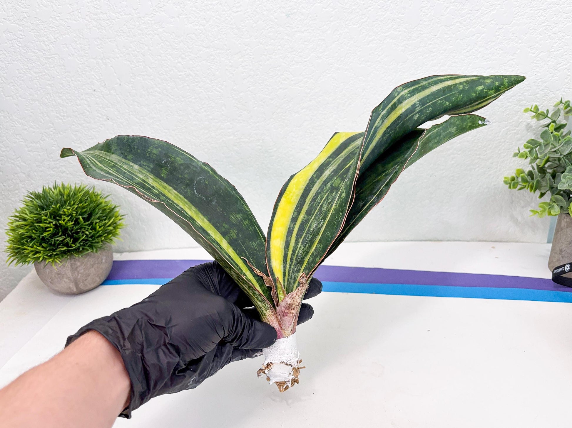 Sansevieria Macrophylla Variegated (14) | Very Rare Import