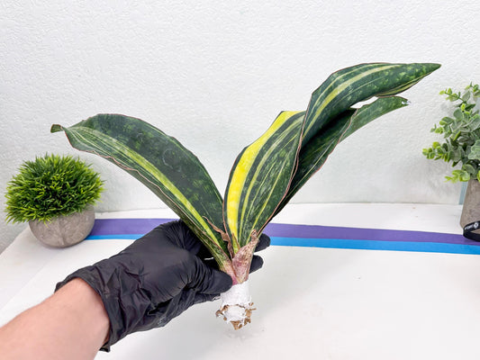 Sansevieria Macrophylla Variegated (14) | Very Rare Import