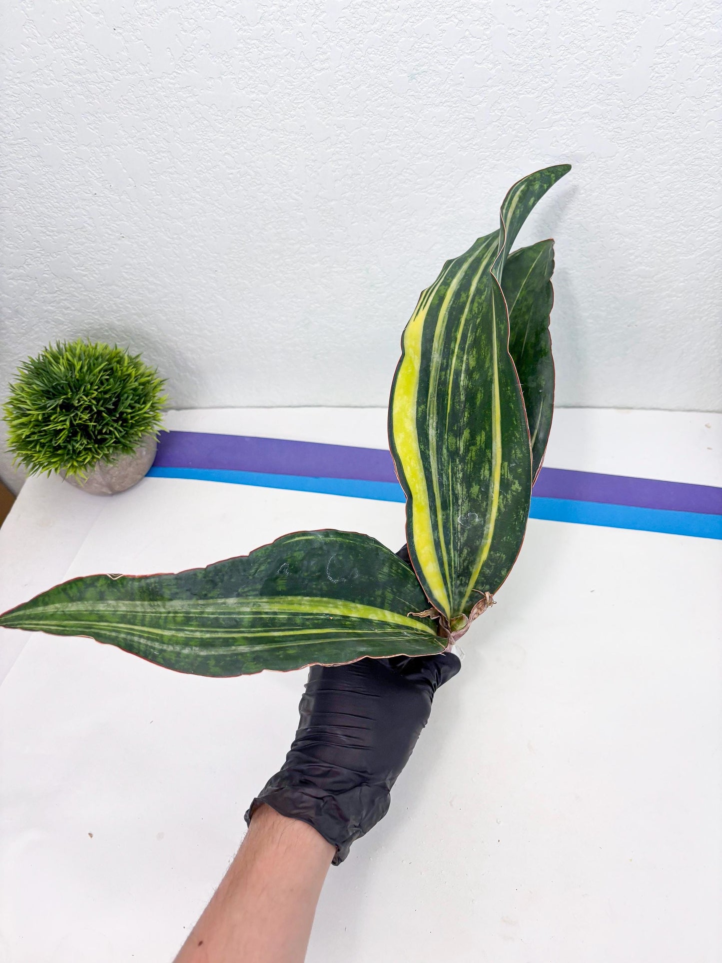 Sansevieria Macrophylla Variegated (14) | Very Rare Import